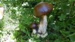 houba pravák malý,keramická zahradní dekorace